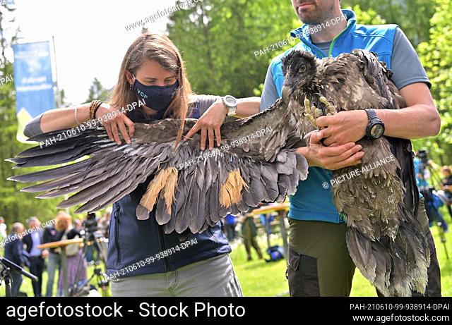10 June 2021, Bavaria, Ramsau Bei Berchtesgaden: Franziska Lörcher shows the marked feathers on female bearded vulture ""Wally"" before she is transported to...