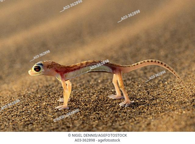 Web-footed Gecko. (Palmatogecko rangei) Namib-Naukluft Park, Namibia