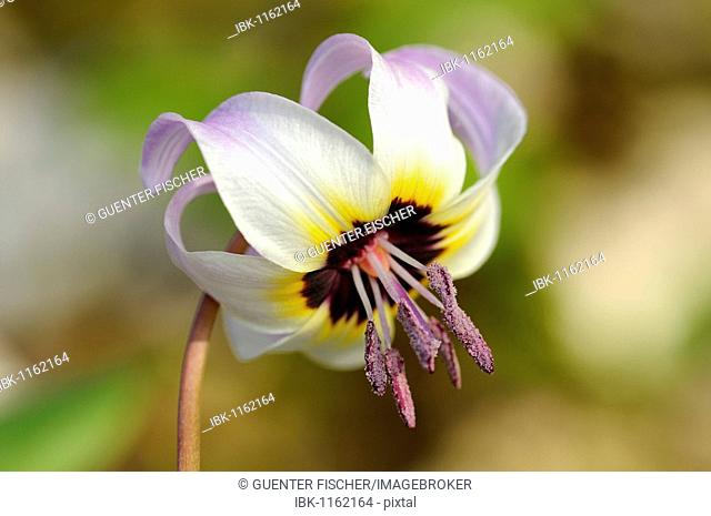 Flowering Henderson's Fawn Lily (Erythronium hendersonii)