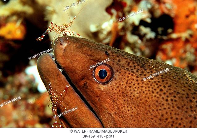 Red-white Spotted Cleaner Shrimp, Palaemnoid Shrimp (Leandrites cyrtorhynchus) cleaning a Yellow-edged Moray (Gymnothorax flavimarginatus), Maldive Islands
