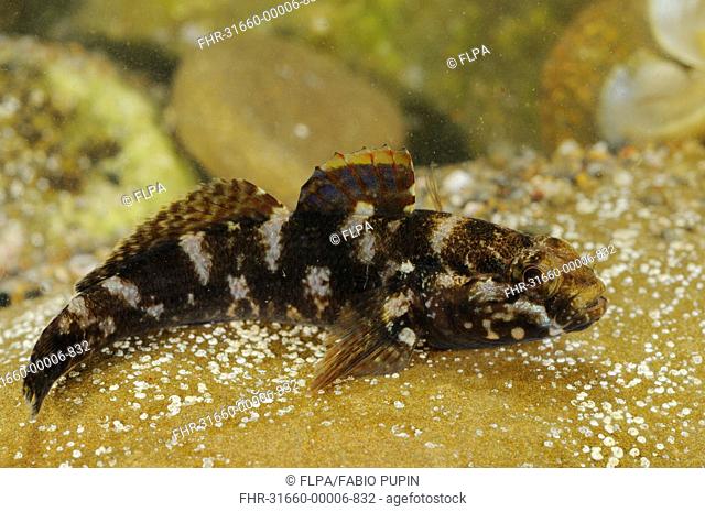 Rock Goby Gobius paganellus adult, resting on rock, Italy, august