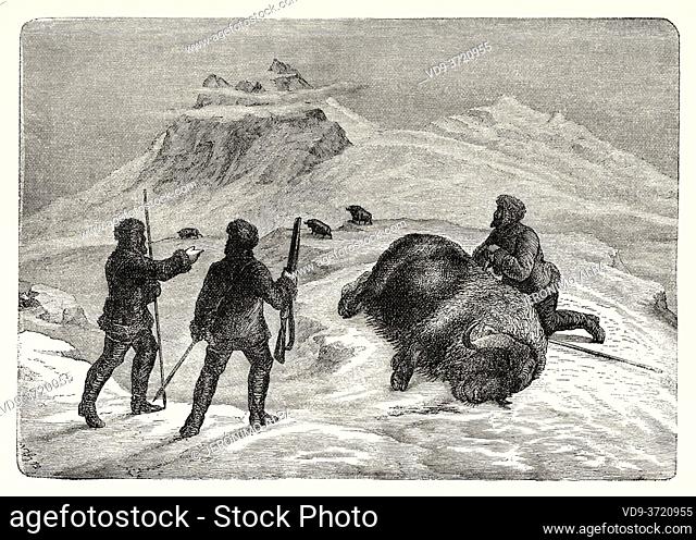 The hunt for the musk ox. Old 19th century engraved illustration. Second German North Polar Expedition in 1869 from El Mundo en La Mano 1879