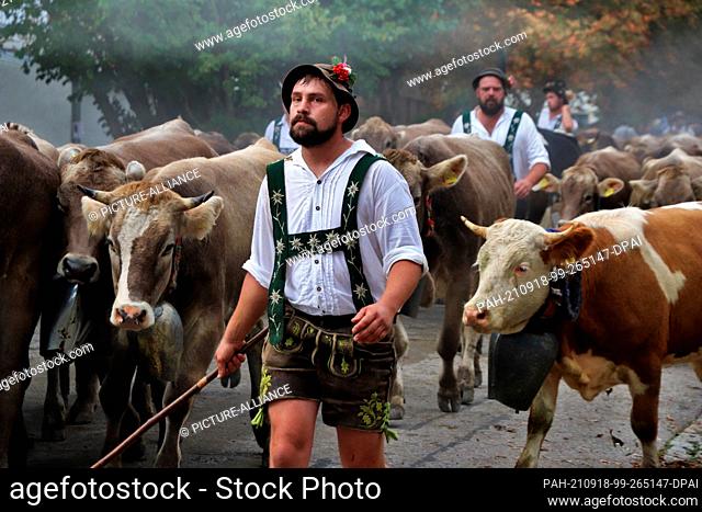18 September 2021, Bavaria, Immenstadt: At the Viehscheid in Immenstadt in the Allgäu, mountain farmers bring their cattle back to the valley after a good...