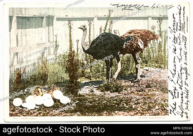 A Happy Family, Cawston Ostrich Farm, So. Pasadena, Calif. Detroit Publishing Company postcards 9000 Series. Date Issued: 1898 - 1931 Place: Detroit Publisher:...