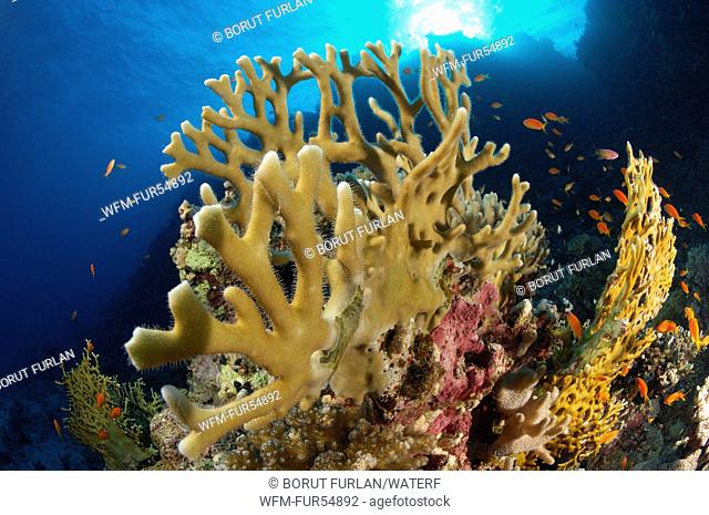 Fire Coral in Reef, Millepora dichotoma, Marsa Alam, Red Sea, Egypt