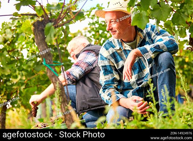 Zwei Erntehelfer bei der Traubenlese pflücken Weintrauben mit der Hand