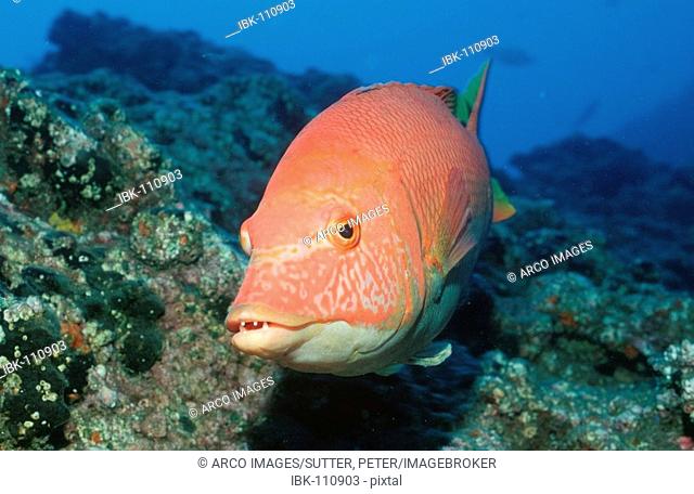 Hogfish, Atlantic / (Bodianus scrofa)