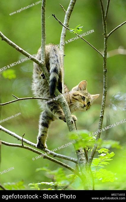 European wildcat on tree in Bavarian Forest, Germany