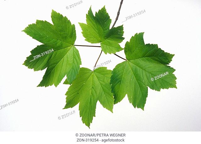 Sycamore, leaves  /  (Acer pseudoplatanus)  /  Bergahorn, Blaetter  /  [Pflanzen, plants, Laubbaum, Laubbaeume, deciduous trees, Ahorngewaechse, Aceraceae