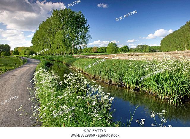cow parsley, wild chervil (Anthriscus sylvestris), path on riverbank, Belgium