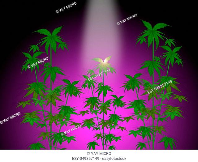 illustration of grow marijuana plants
