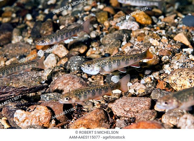 Eastern Brook Trout Fry On Stream Bottom, Many Fish, (Salvelinus Fontinalis) Trout, Fish, New Hampshire