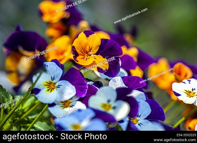 Pansy flowers in the springtime