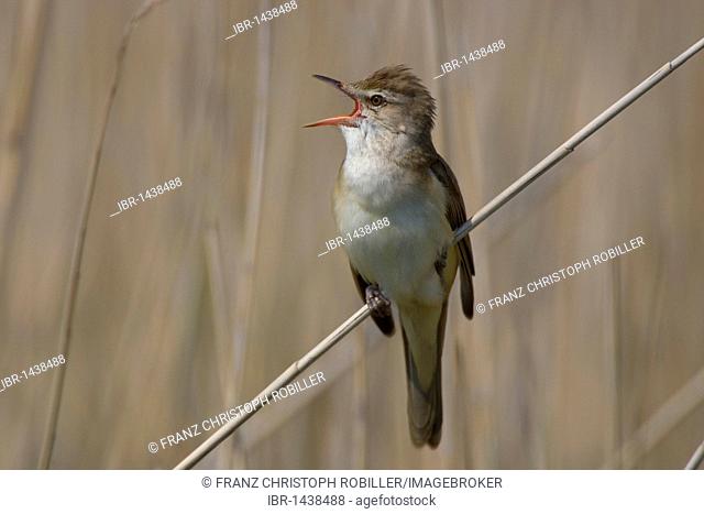 Great Reed Warbler (Acrocephalus arundinaceus), singing male, Danube Delta, Romania, Europe