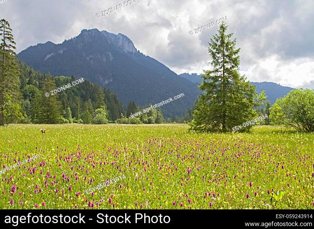 Herrlich blühende Sommerwiese mit seltenen Blumen und Pflanzen findet man im Ettaler Weidmoos bei Graswang