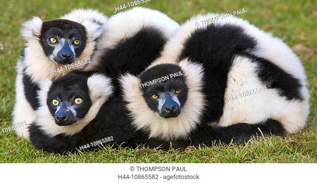 Group of black and white ruffed lemurs, in captivity PR
