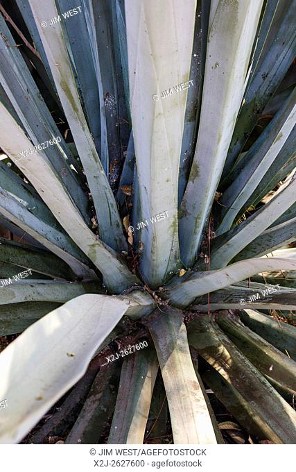 Santa Catarina Minas, Oaxaca, Mexico - A maguey, or agave, plant, which is used to make mezcal