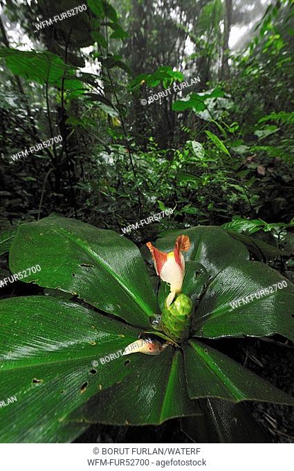 Vegetation in Rainforest, Corcovado Nationalpark, Costa Rica