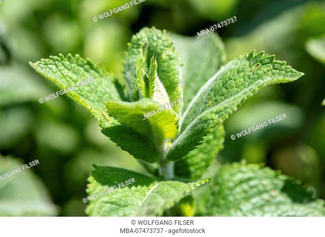 Peppermint as a medicinal plant for natural medicine and herbal medicine