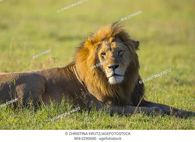 African Lion (Panthera leo), male lying in grass, Maasai Mara National Reserve, Kenya, Africa