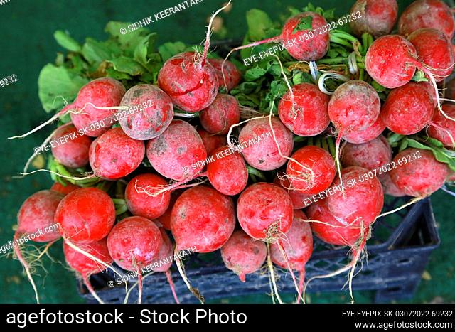 July 3, 2022, Doha, Qatar: Freshly harvested radishes are seen piled up during the harvest season in the greenhouse area