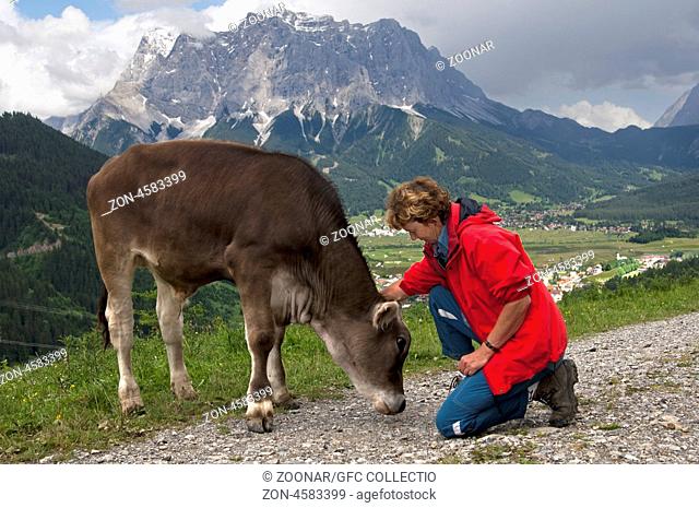 Wanderer streichelt ein Kalb von Tiroler Grauvieh auf einem Wanderweg über dem Ehrwalder Becken, Zugspitzmassiv hinten, Tirol