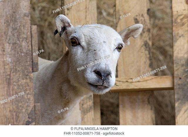 Domestic Sheep, ewe, newly shorn, close-up of head, looking out from barn, Carmarthenshire, Wales, may
