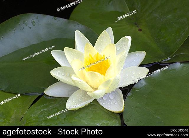 Yellow water lily (Nymphaea), variety Moorei, Baden-Württemberg