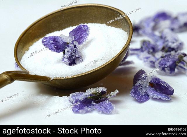 Candied violet flowers on sugar, in ladle, candied, violet flowers