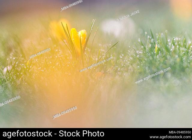 Meadow with crocuses in spring, crocus