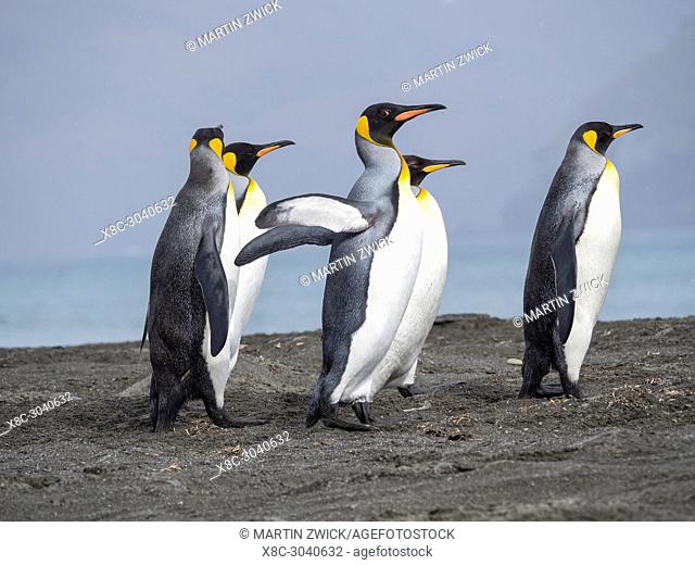King Penguin (Aptenodytes patagonicus) on the island of South Georgia, the rookery in St. Andrews Bay. Adults on beach approaching the colony