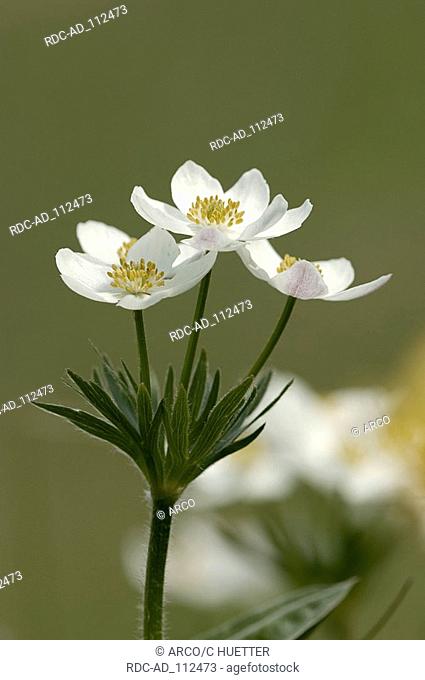 Narcissus Anemone national park Berchtesgaden Bavaria Germany Anemone narcissiflora