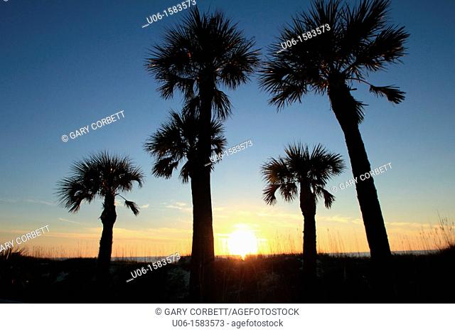 A gulf coast sunset at Saint Petersburg Beach Florida USA with palm trees