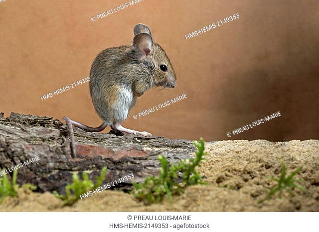France, Vendee, La Barre de Monts, Wood mouse, (Apodemus sylvaticus)