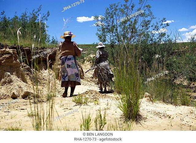 Woman planting trees in a donga, a dry gully formed by running water, to help bind the soil, Lesotho, Africa
