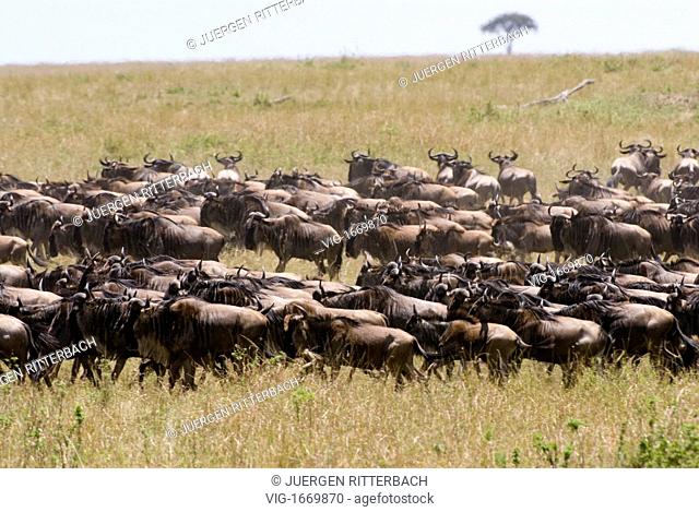migration of the Blue Wildebeests, Connochaetes taurinus albojubatus, Masai Mara NATIONAL RESERVE, KENYA, Africa - MASAI MARA NATIONAL RESERVE, KENYA