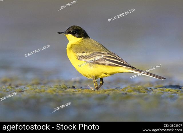 Yellow Wagatil (Motacilla flava feldegg), side view of an adult male standing on the ground, Campania, Italy
