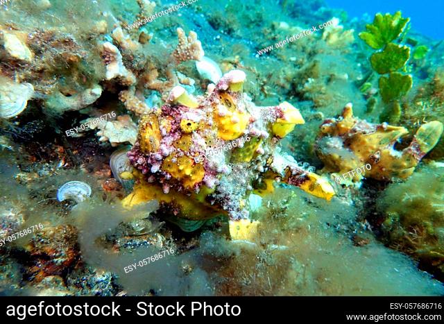 Antennarius maculatus - Warty Frogfish, Clown Frogfish, Wartskin Frogfish, Lembeh Street, Sulawesi, Indonesia, Bitung