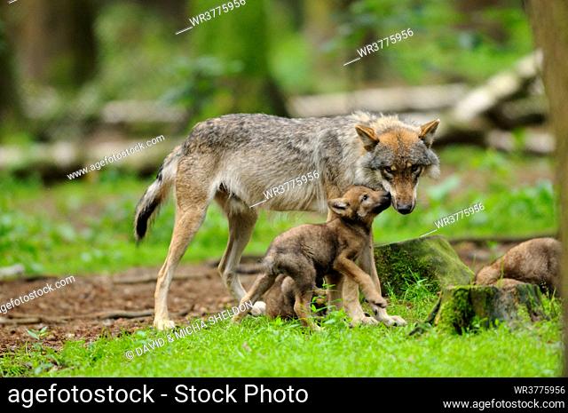 European grey wolf, Canis lupus lupus, Bavaria, Germany, Europe