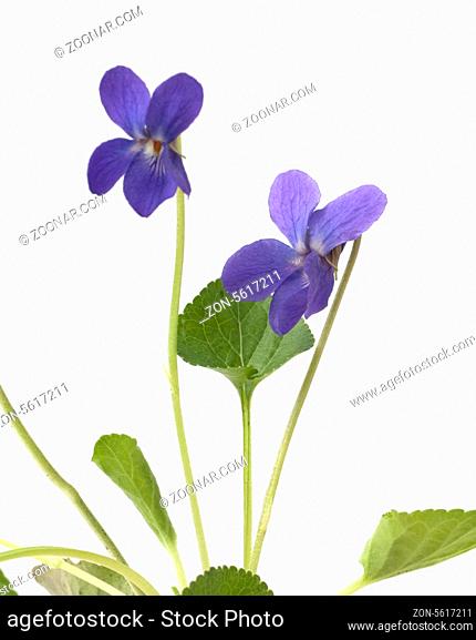 Duftveilchen, Viola odorata, Blume