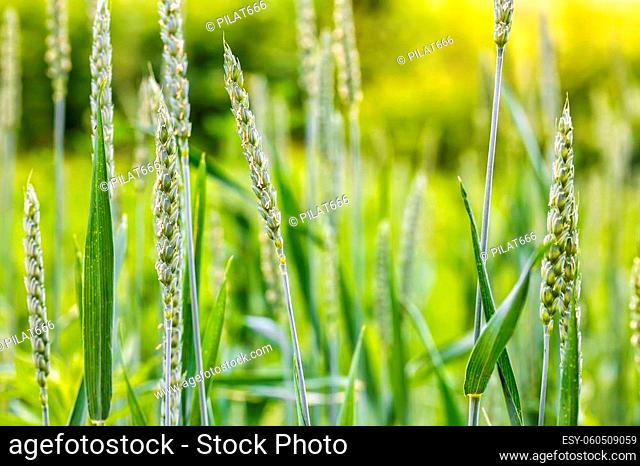 Summer background green wheat ears in sunlight. Green wheat close up. Wheat sprouts on sunny day
