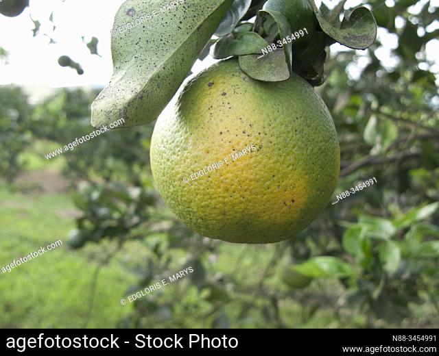 Orange citrus fruit heavily infected with huanglongbing yellow dragon citrus greening plague deadly disease Venezuela
