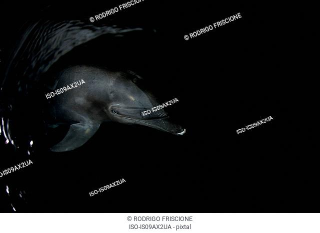 Bottlenose dolphin (tursiops) on water surface in darkness, Socorro, Revillagigedo, Colima, Mexico
