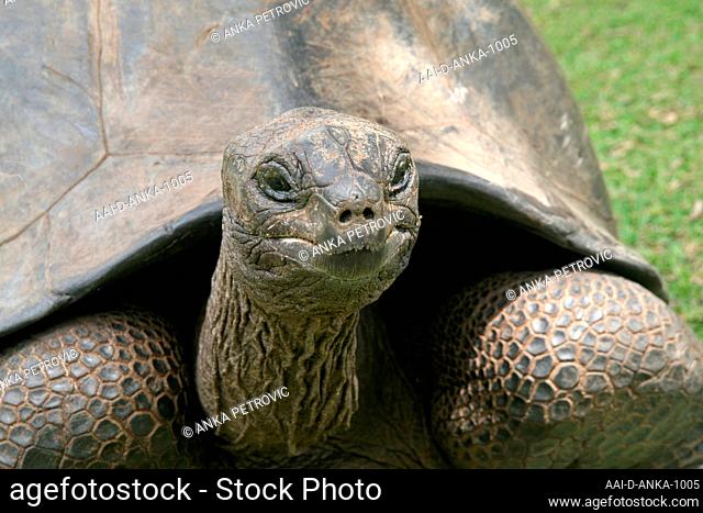 Aldabra giant tortoise (Aldabrachelys gigantea), close-up of head, Curieuse Island, Seychelles