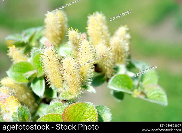 Willow tree in spring