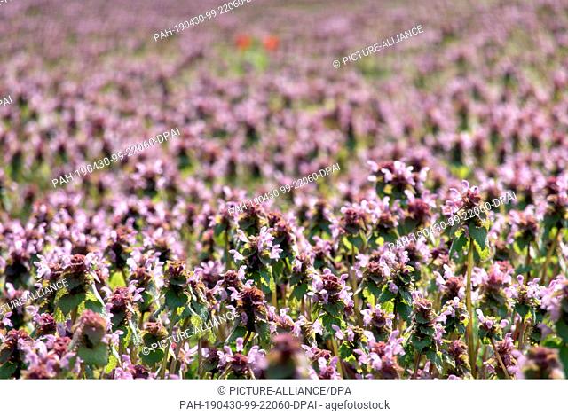 28 April 2019, Berlin: A meadow full of purple red deadnettle (Lamium purpureum) at the place of the United Nations in the district Friedrichshain