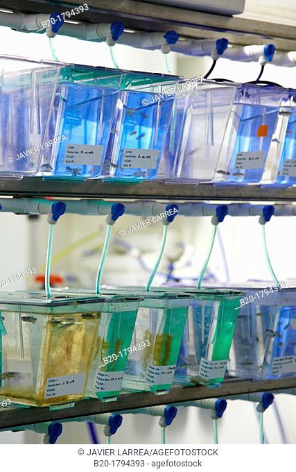 Aquariums with zebrafish, Biobide is a GLP certified biotechnology company offering zebrafish screening services to the pharmaceutical industry  Specializing in...