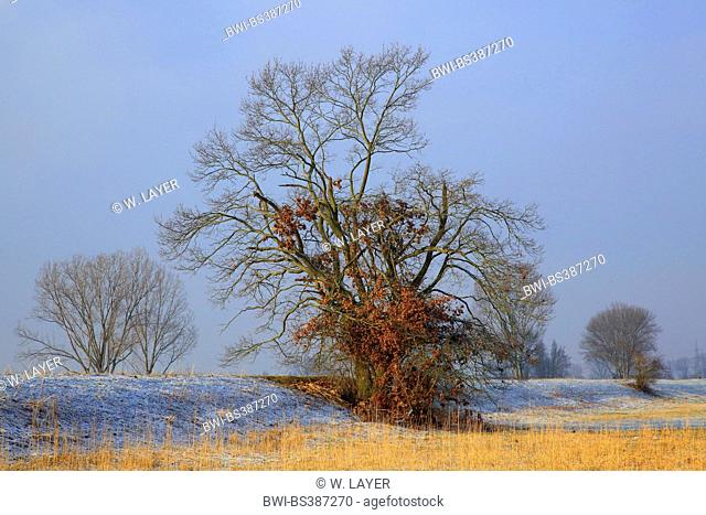 common oak, pedunculate oak, English oak (Quercus robur), in winter, Germany, Baden-Wuerttemberg