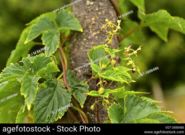 Common hop (Humulus lupulus) is a perennial climbing plant native to Europe, Western Asia and North America. It is grown to flavor beer
