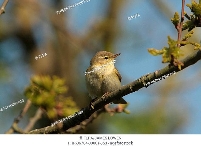 Iberian Chiffchaff Phylloscopus ibericus adult male, vagrant, perched on twig, Walderslade, Kent, England, may